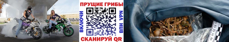 Псилоцибиновые грибы GOLDEN TEACHER где найти наркотики Печоры